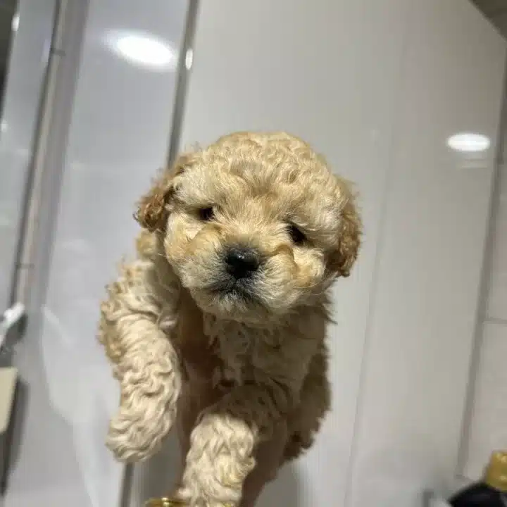 Mini Maltipoo Yavrularımız