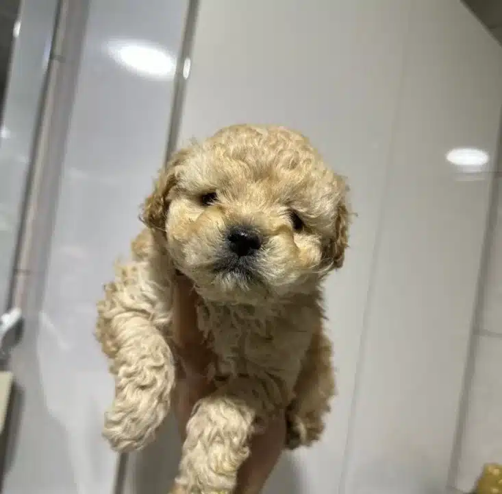 Mini Maltipoo Yavrularımız