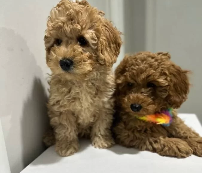 Mini Poodle Yeni Yuvalarını Arıyor