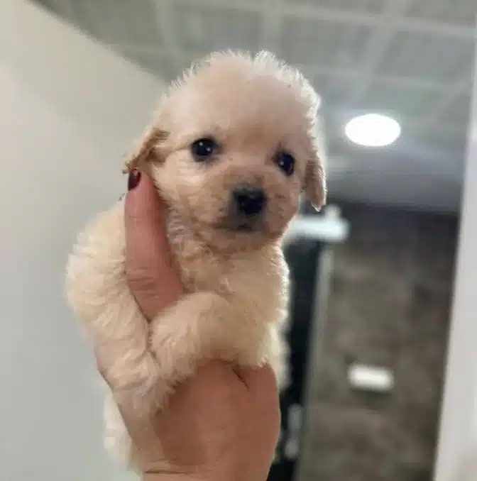 Mukemmel Minyatur Maltipoo