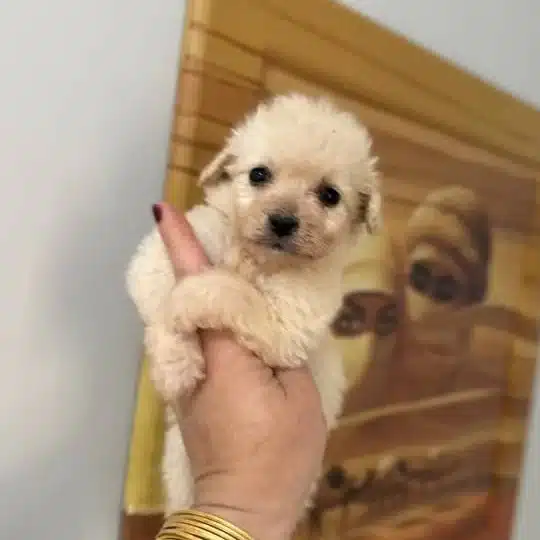 Mukemmel Minyatur Maltipoo