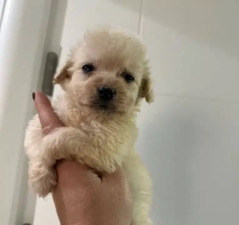 Mukemmel Minyatur Maltipoo