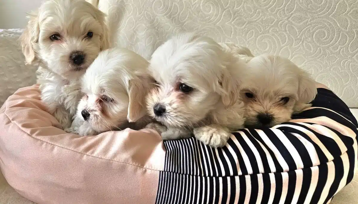 Beyaz Lokumlar Maltese Bebeklerimiz