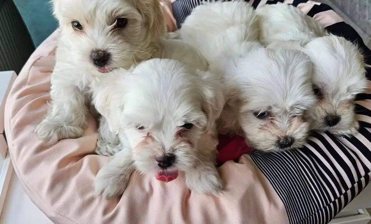 Beyaz Lokumlar Maltese Bebeklerimiz
