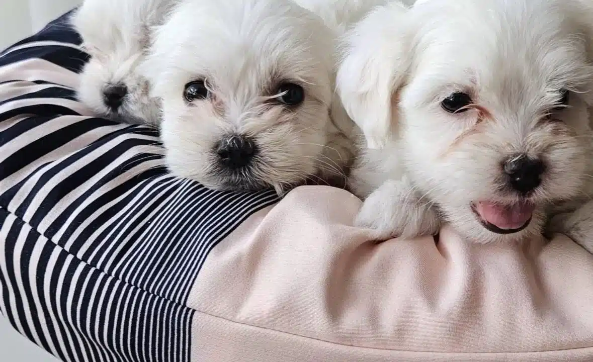 Beyaz Lokumlar Maltese Bebeklerimiz