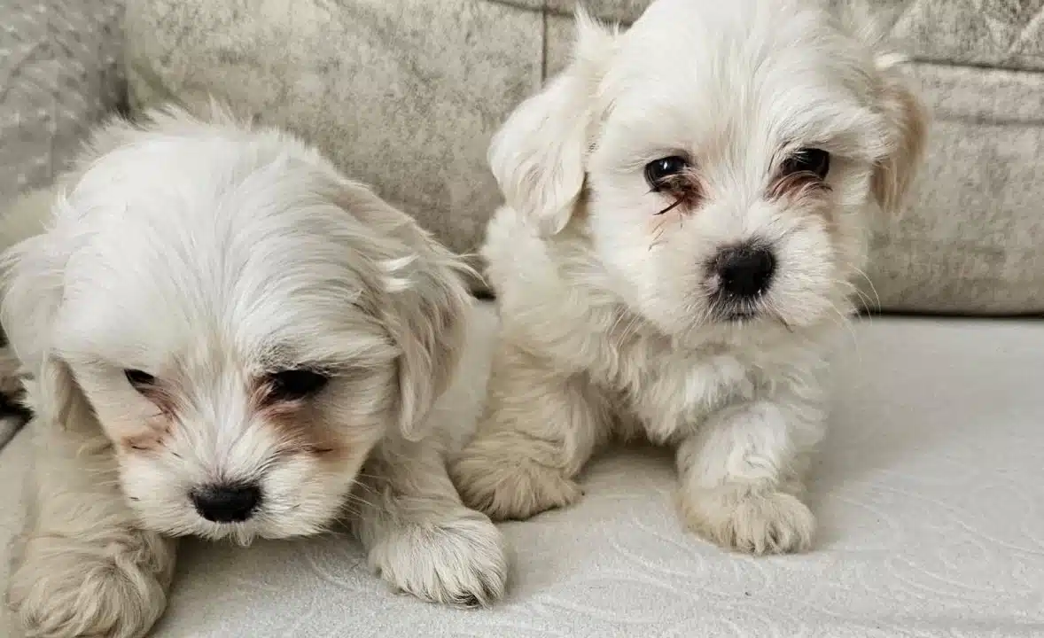 Beyaz Lokumlar Maltese Bebeklerimiz