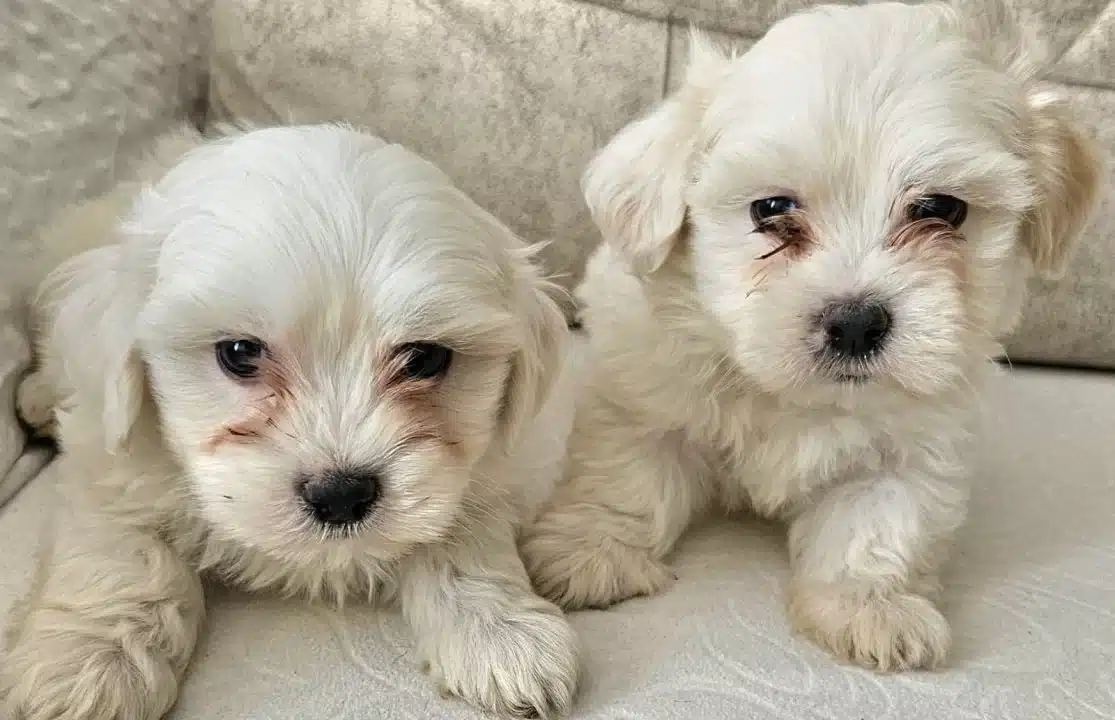 Beyaz Lokumlar Maltese Bebeklerimiz