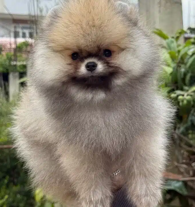 Ust Kalite Pofuduk Surat Pomeranian Boo