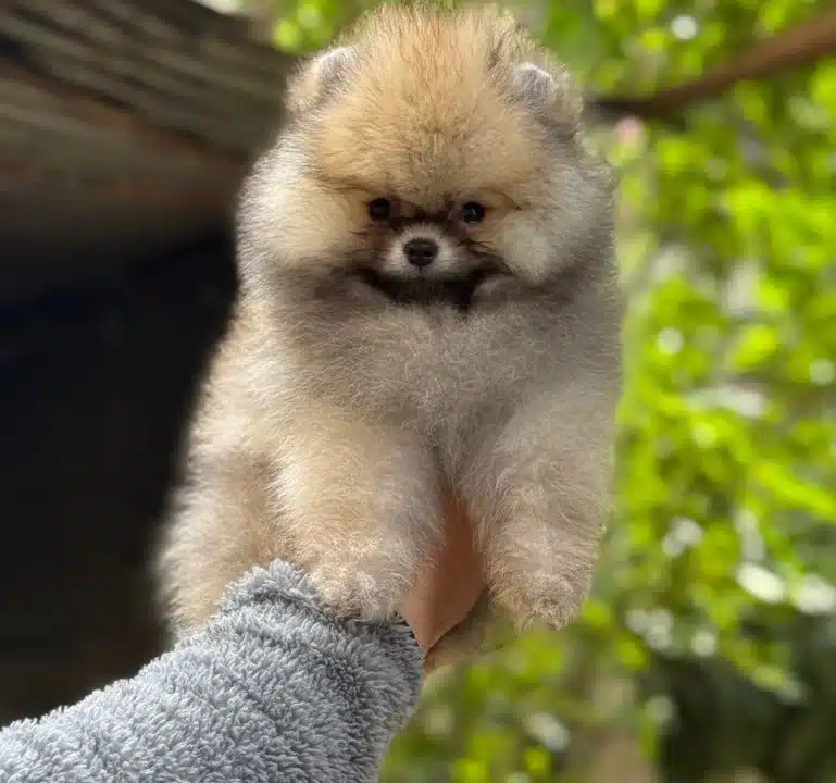 Ust Kalite Pofuduk Surat Pomeranian Boo