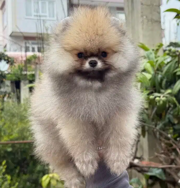 Ust Kalite Pofuduk Surat Pomeranian Boo