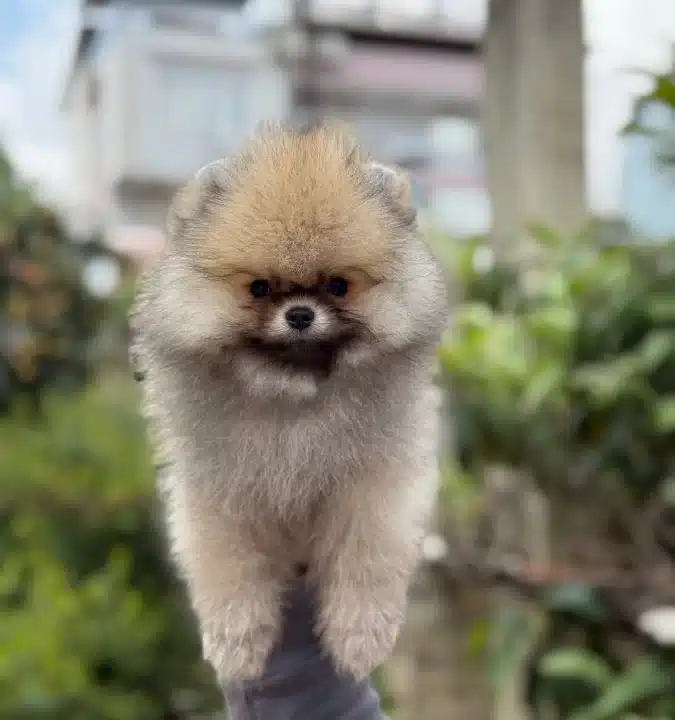 Ust Kalite Pofuduk Surat Pomeranian Boo