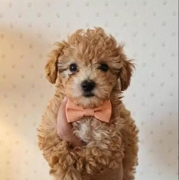 Tatlılık Abidesi Poodle Yavrularımız