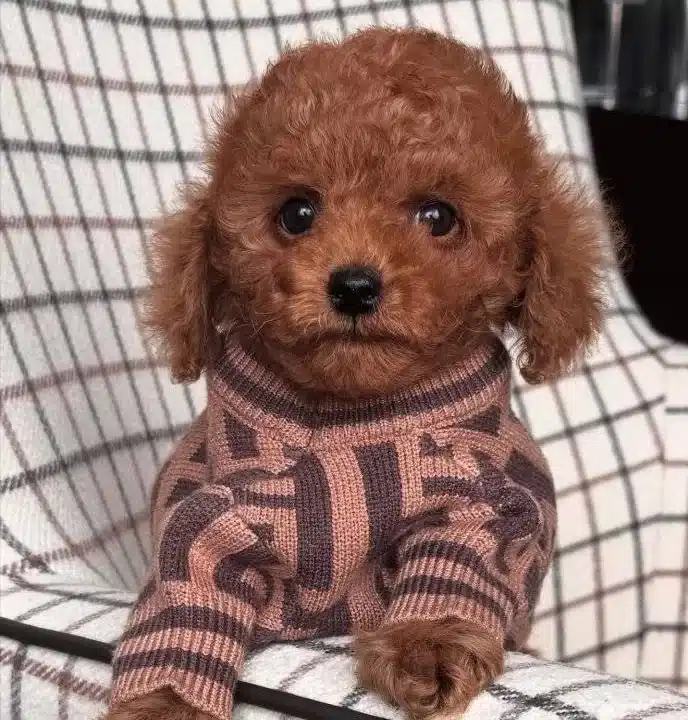 Biskuvi Tadinda Poodle Bebekler