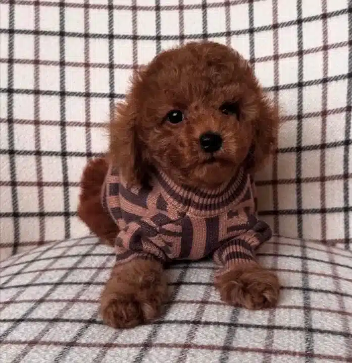 Biskuvi Tadinda Poodle Bebekler