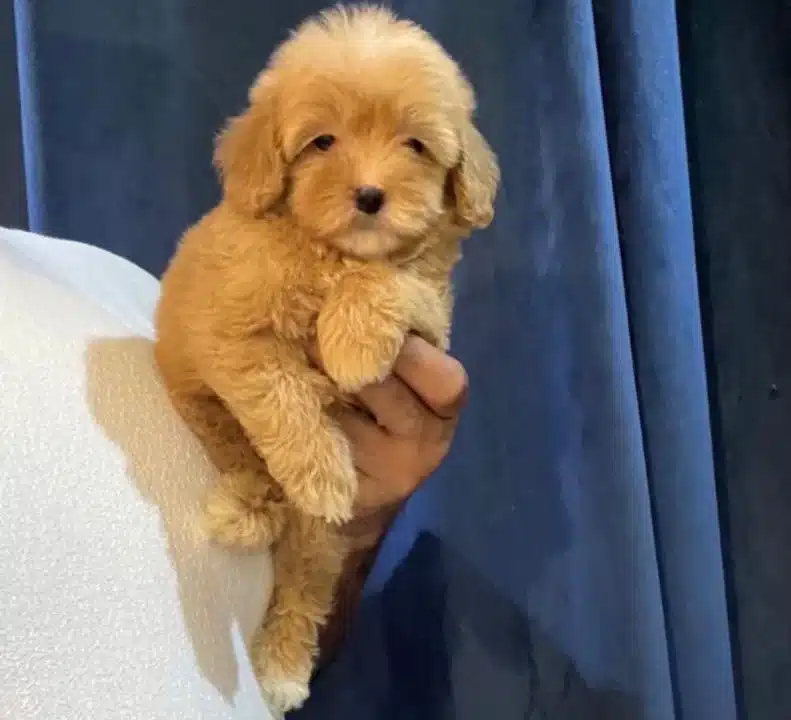 Pofidik Maltipoo Yavrulari