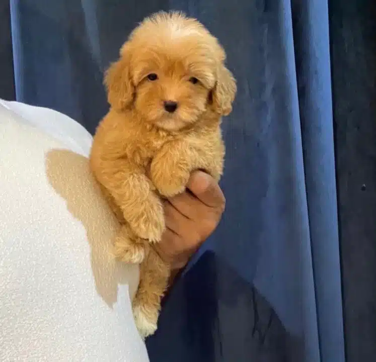 Pofidik Maltipoo Yavrulari