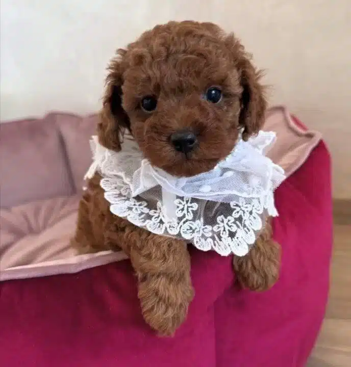 Irk Saglik Garantili Poodle Bebeklerimiz