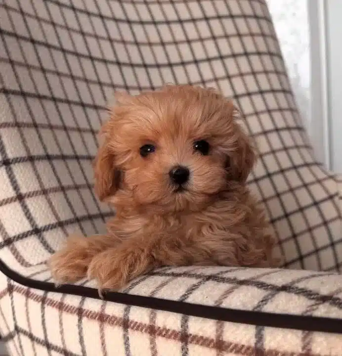 Yüz Guzeli Maltipoo Yavrularımiz