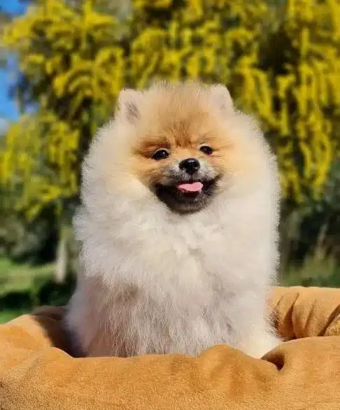 Pofuduk Bobo Yavrumuz