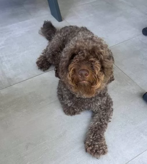 3 Yasında Eğitimli Dark Brown Poodle