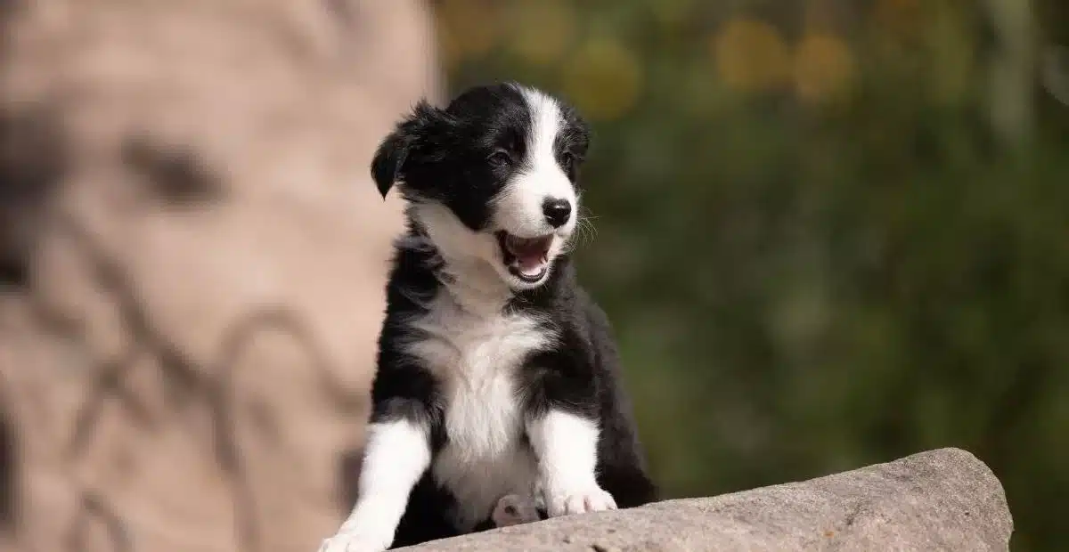 Ev Bebekleri Border Collie