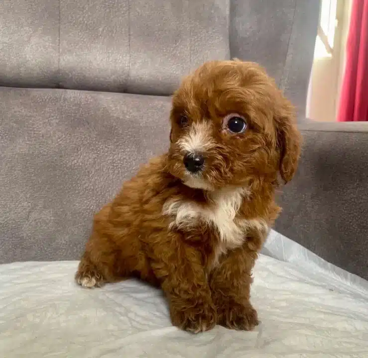 Teacup Maltipoo Oglumuz