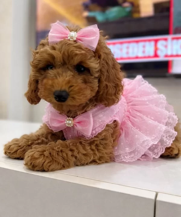 tüy Dokmeyen Poodle Yavrumuz