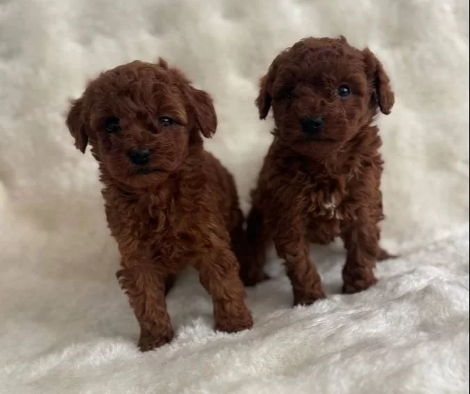 Bebek Yüz Poodle Yavrularımız