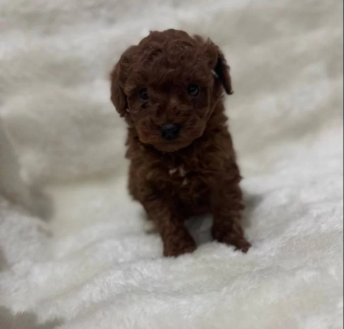 Red Brown Poodle bebeğim