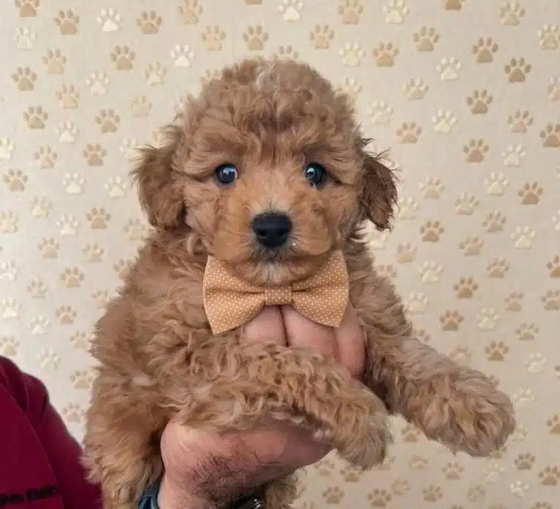 Premium Poodle Yavrular