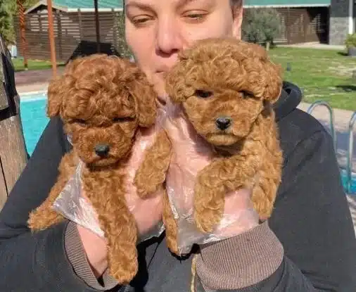 Kızıl Kahve Red Brown Poodle Yavrular