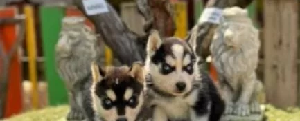 Irk Ve Sağlık Garantili Husky Yavrular