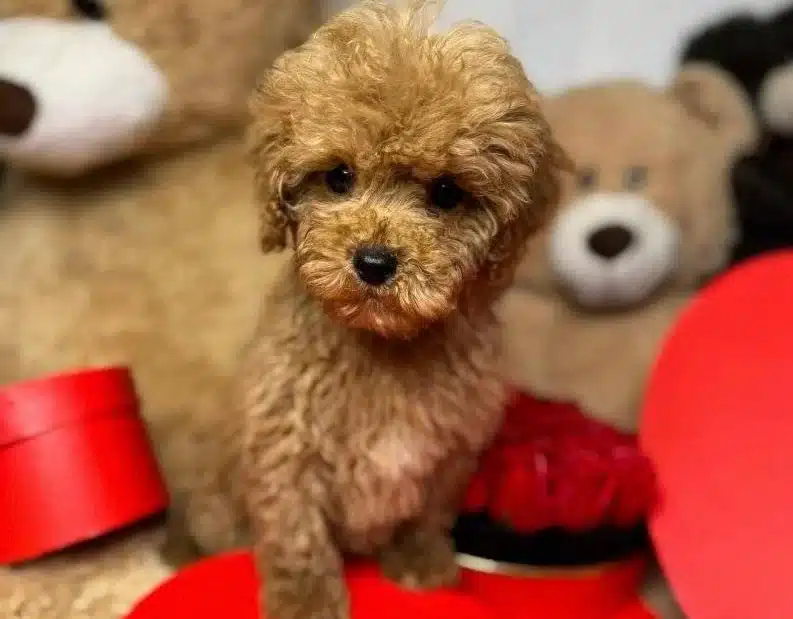 Kilo Garantili Maltipoo bebeğimiz