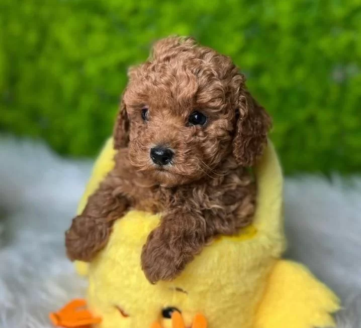 Tatlilik Abidesi Toy Poodle bebeğimiz