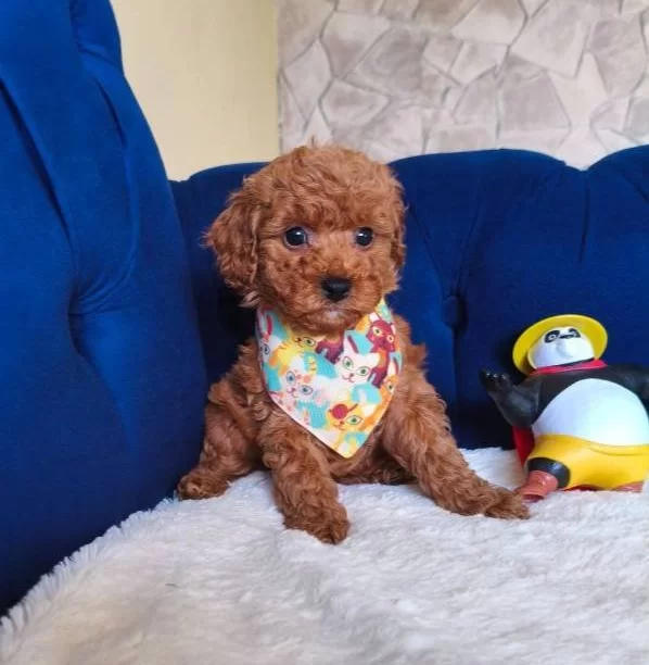 Kıvırcık Neşe Yumağı Poodle