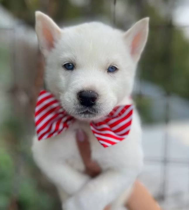 Mavi Gozlu Beyaz Husky Yavruları