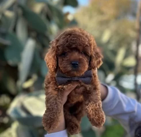 A Kalite Kg Garantili Toy Poodle Bebekler Hazır