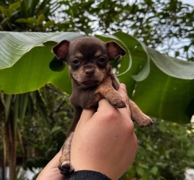 Teacup Kahverengi Cikolata Elma Kafa Chihuahua