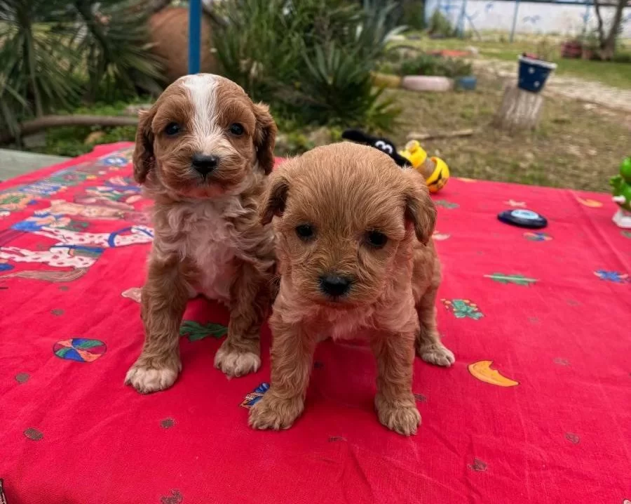 Red White Kıvırcık Poodle Yavruları