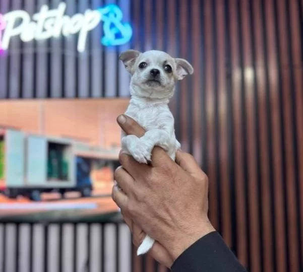 Teacup Mini Boy Sivava Chihuahua