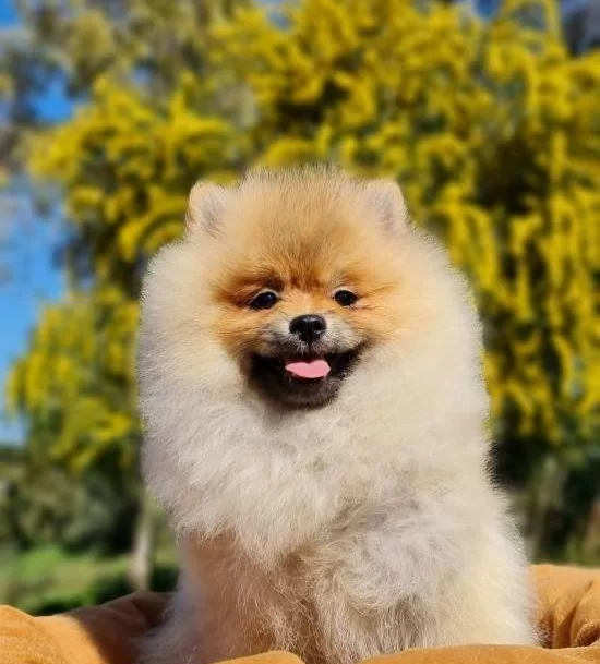 Pamuk Sekeri Kıvamında Tedyface Pomeranian Yavrusu