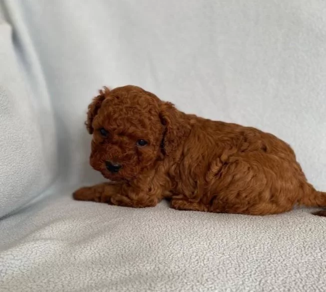 Ev Yasamına Uyumlu Beylikduzu Poodle Yavruları