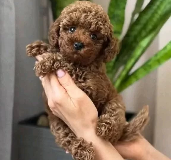 Kipkirmizi Pamuk Seker Poodle Yavrumuz