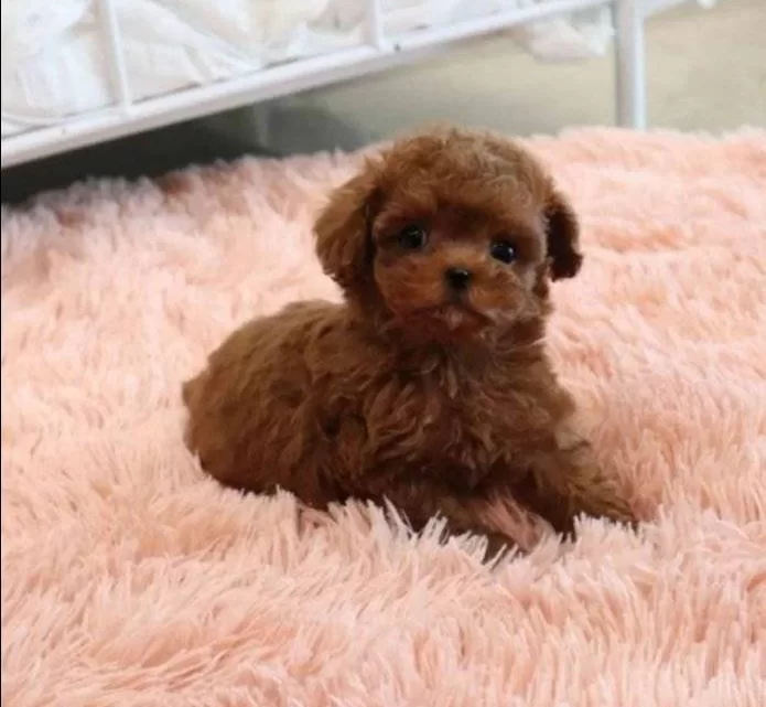 Kızıl Kürk Toy Poodle Yavrusu