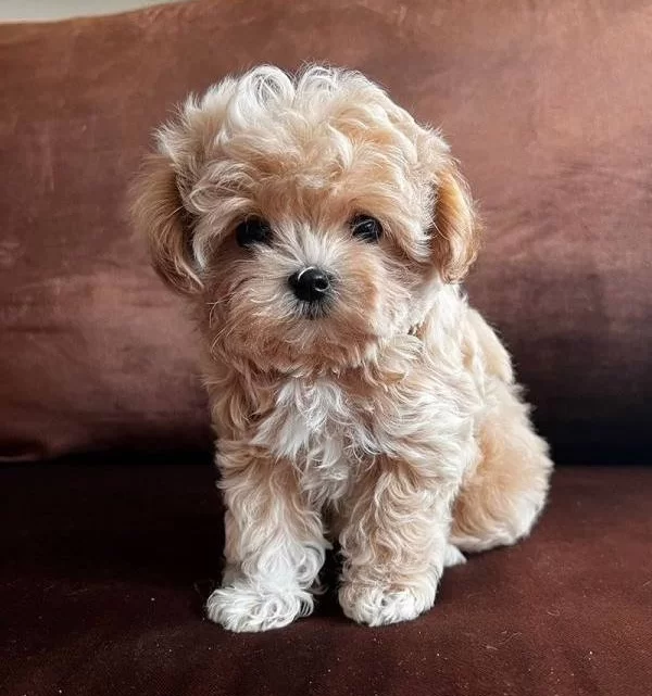 Fincan Boyutunda Maltipoo Yumakları