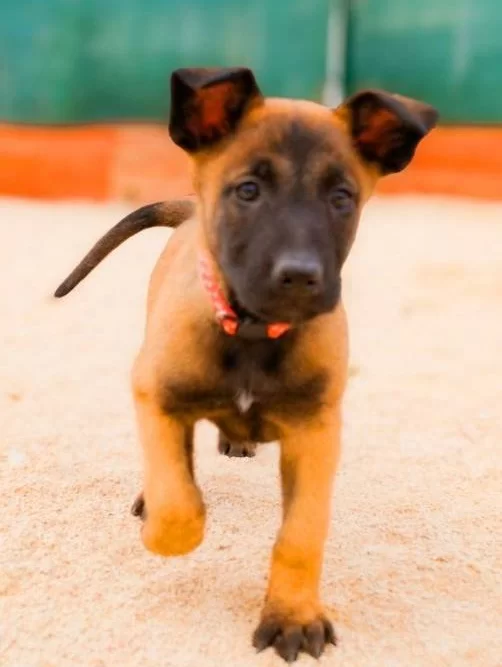 Sampiyon Kan Malinois Yavrular