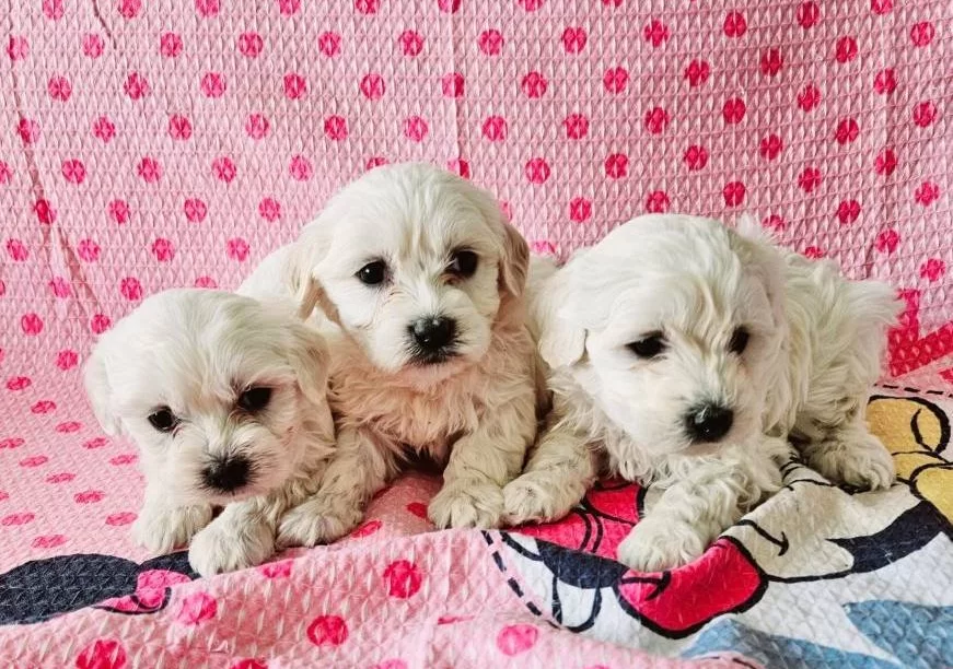 Oyuncak Suratlı Maltese Terrier Yavruları