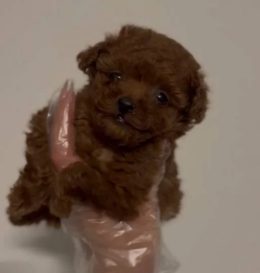 Show Kalite Fincan Boy Kızıl Poodle