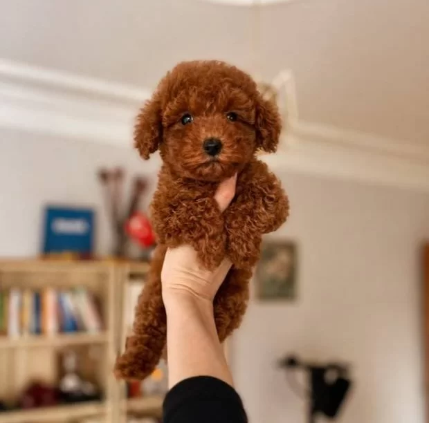 Ev Ortamında Sağlık Kontrollu Red Brown Poodle Yavrular