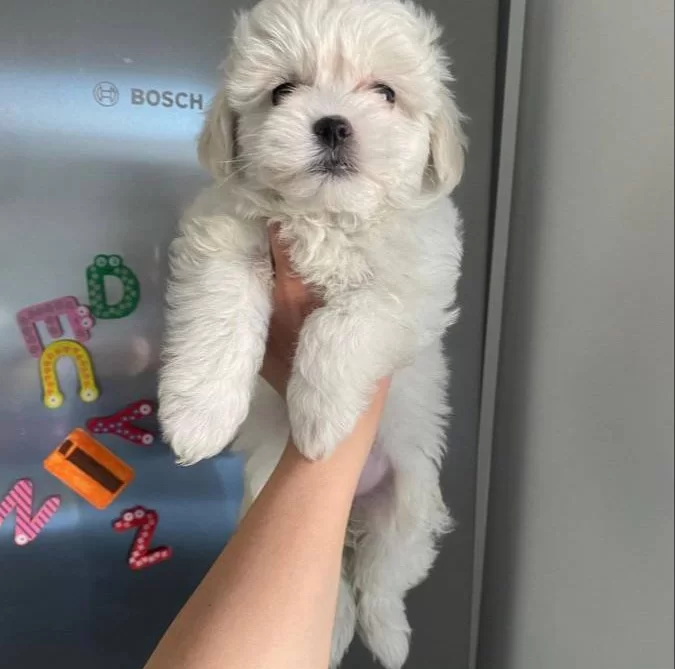 Pamuk Gorunumlu Maltese Terrier Yavrusu